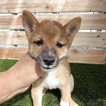 柴犬(豆柴)【広島県・男の子・2025年7月3日・赤】の写真「可愛い赤豆です」