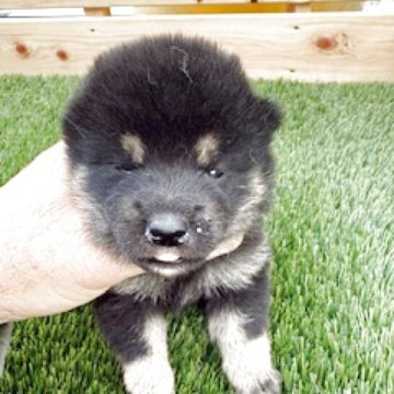 柴犬(標準サイズ)【広島県・女の子・2025年11月20日・黒】の写真「可愛い黒柴です。」