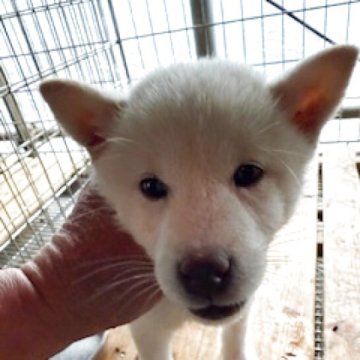 柴犬(標準サイズ)【広島県・男の子・2025年8月28日・白】の写真「可愛い白柴」