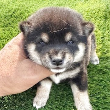 柴犬(豆柴)【広島県・女の子・2025年8月1日・黒】の写真「可愛い黒小豆柴」