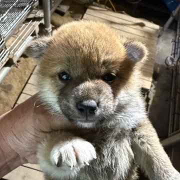 柴犬(標準サイズ)【広島県・女の子・2025年5月18日・赤】の写真「可愛い柴犬」