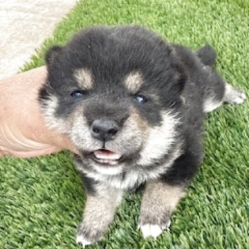 柴犬(標準サイズ)【広島県・女の子・2025年9月2日・黒】の写真「可愛い黒柴ちゃん」