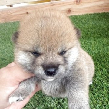 柴犬(標準サイズ)【広島県・女の子・2025年9月15日・赤】の写真「可愛い赤柴です」