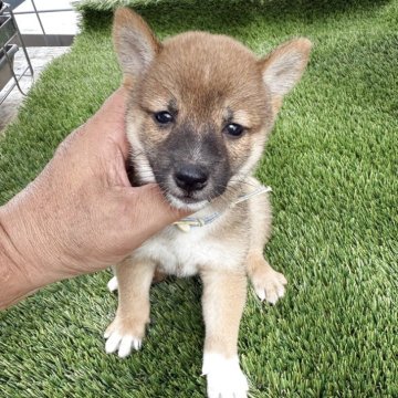 豆柴【広島県・男の子・2025年7月3日・赤】の写真「可愛い赤豆」