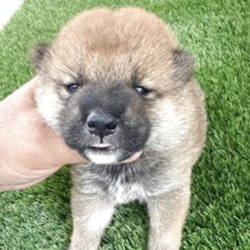 柴犬(標準サイズ)【広島県・男の子・2025年9月2日・赤】の写真「可愛い赤柴です。」