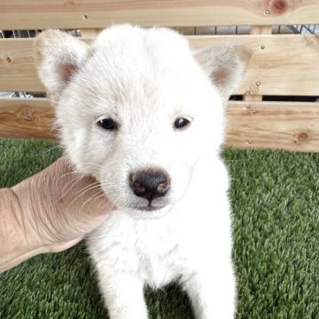 柴犬(標準サイズ)【広島県・男の子・2025年9月25日・白】の写真「可愛い白柴」