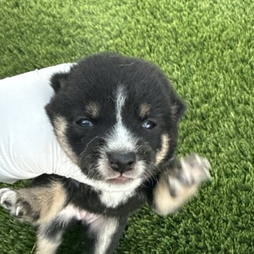 柴犬(豆柴)【広島県・女の子・2025年7月22日・黒】の写真「可愛い黒豆です」
