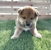 柴犬(標準サイズ)