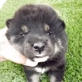 柴犬(標準サイズ)