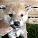 柴犬(標準サイズ)