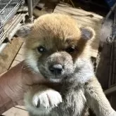 柴犬(標準サイズ)