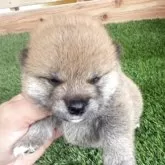 柴犬(標準サイズ)