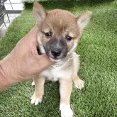 豆柴