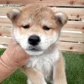 柴犬(標準サイズ)