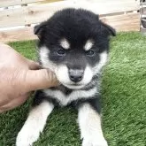 柴犬(標準サイズ)