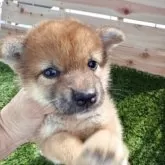 柴犬(標準サイズ)【広島県・女の子・2025年7月27日・赤】の写真2