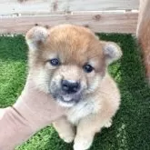 柴犬(標準サイズ)【広島県・女の子・2025年7月27日・赤】の写真3