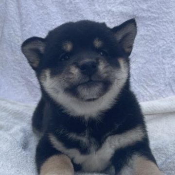 柴犬(標準サイズ)【広島県・女の子・2023年10月1日・黒】の写真「クリスマスセール🎅🏽ワクチン、マイクロ代サービス」