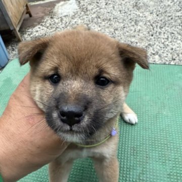 柴犬(豆柴)【広島県・男の子・2024年9月19日・赤】の写真「可愛い豆柴」