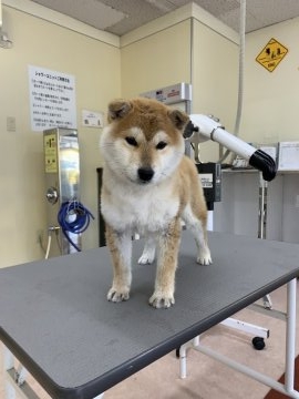 柴犬(標準サイズ)【広島県・女の子・2018年11月4日・赤】の写真「とても綺麗な柴犬です」