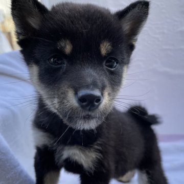 柴犬(豆柴)【広島県・男の子・2023年10月11日・黒】の写真「クリスマスセール🎅🏽ワクチン、マイクロ代サービス」