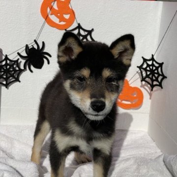 柴犬(標準サイズ)【広島県・男の子・2023年7月4日・黒】の写真「可愛い柴犬です。ワクチン代サービス」