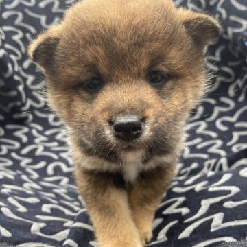 柴犬(標準サイズ)【広島県・女の子・2024年1月19日・胡麻】の写真「人懐っこい3兄妹😁」