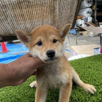 柴犬(標準サイズ)【広島県・男の子・2022年8月12日・赤】の写真「可愛い赤柴です。」