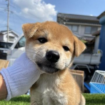 柴犬(標準サイズ)【広島県・男の子・2022年8月10日・赤】の写真「可愛い赤柴さん」