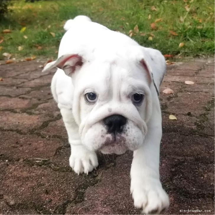 ブルドッグ【京都府・女の子・2025年8月16日・ホワイト】の写真1「美人！とにかく美人さんです♡」