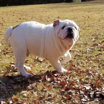 ブルドッグ【京都府・男の子・2025年8月16日・ホワイト&レッド】の写真「活発な男の子です！」