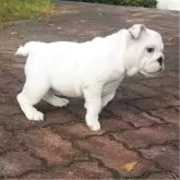 ブルドッグ【京都府・女の子・2025年8月16日・ホワイト】の写真4「遊ぶの大好き！」