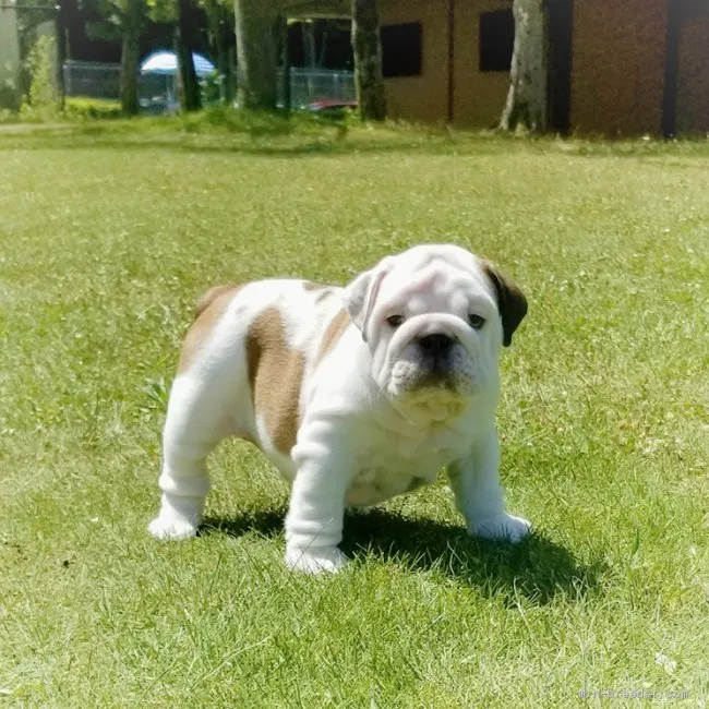 ID:1908-00740の子犬