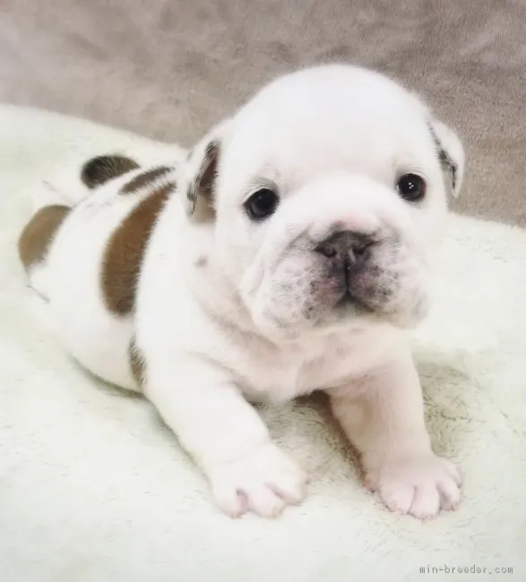 ID:1812-01203の子犬