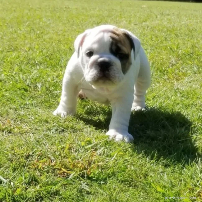 ID：2010-01445の子犬