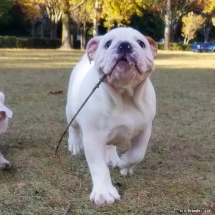 ID：2309-01155の子犬