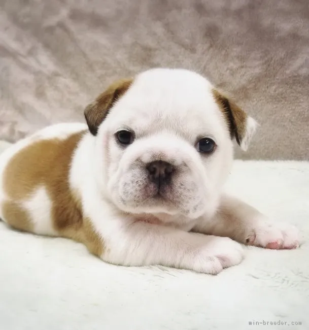 ID：1812-01201の子犬