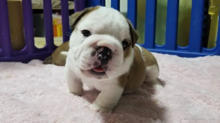 ID:2004-00032の子犬