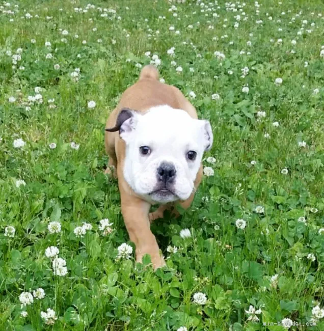 ID：1705-00657の子犬