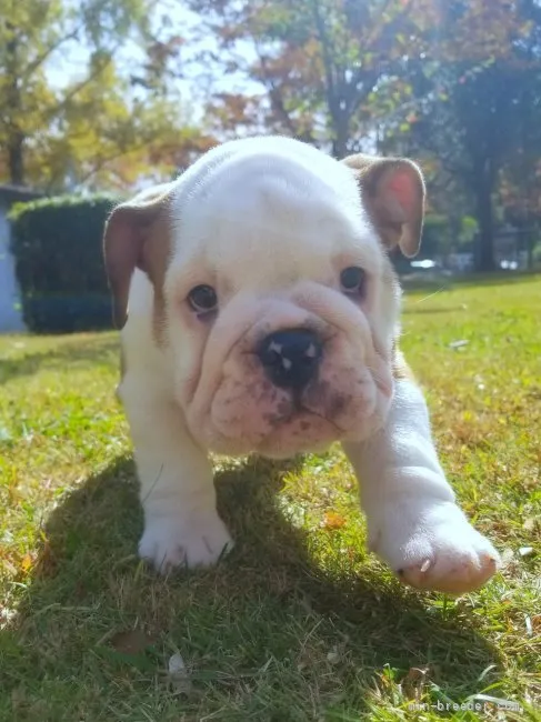 ID:2111-01357の子犬