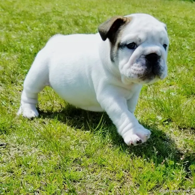 ID:2004-00517の子犬