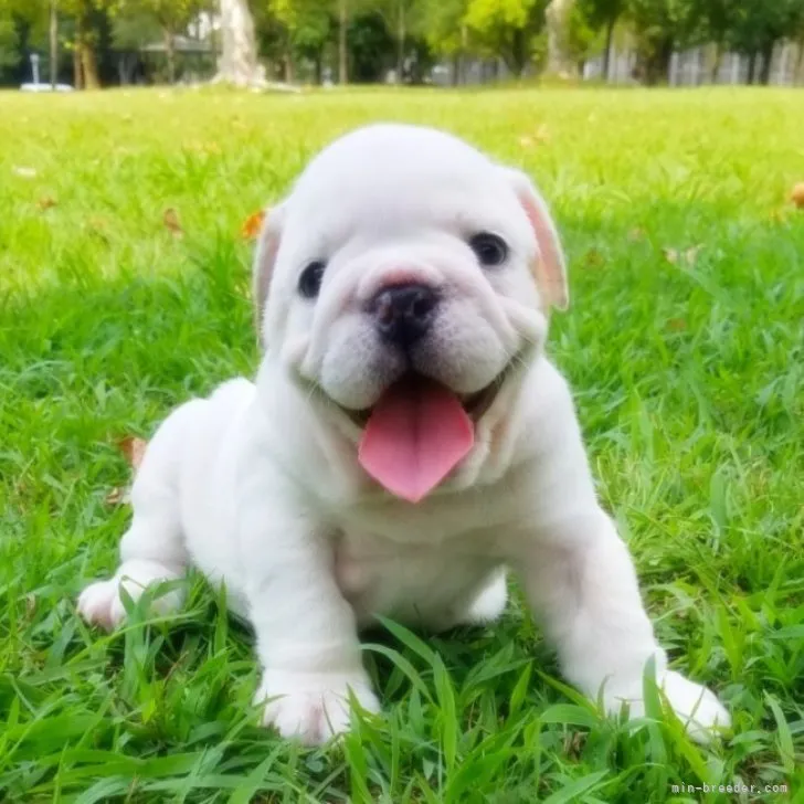ID:2308-05026の子犬