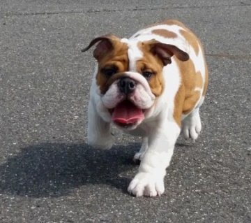 ブルドッグ【京都府・女の子・2015年3月17日・レッド&ホワイト】の写真「とても迫力のあるお顔です」