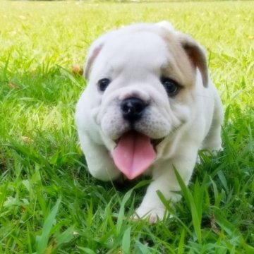 ブルドッグ【京都府・女の子・2023年7月1日・ホワイト&レッド】の写真「元気ハツラツ女の子ちゃんです。」