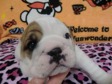 ブルドッグ【京都府・男の子・2013年12月25日・レッドホワイト】の写真「」