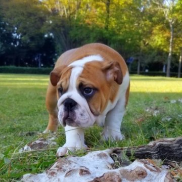 ブルドッグ【京都府・女の子・2023年7月19日・レッド&ホワイト】の写真「アイパンチが可愛い女の子ちゃんです。」