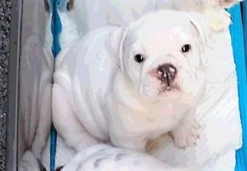 ブルドッグ【京都府・女の子・2015年10月26日・ホワイト】の写真「全身真っ白な女の子です♡」