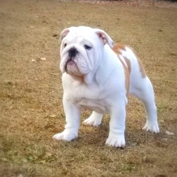 ブルドッグ【京都府・女の子・2022年9月23日・レッド&ホワイト】の写真「優しいお姉ちゃん」