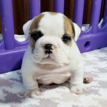 ブルドッグ【京都府・男の子・2023年11月9日・ホワイト&レッド】の写真「頭部も大きく将来楽しみな男の子ちゃん」