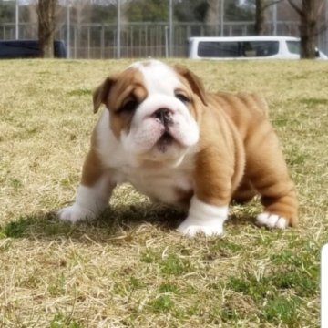 ブルドッグ【京都府・女の子・2023年2月3日・レッド&ホワイト】の写真「むっちりぬいぐるみのような女の子です。」